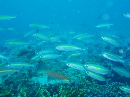 プーケット島 魚