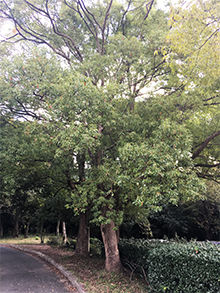 karabun_011