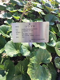 tsuwabuki1