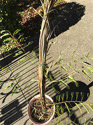 tamarind-021