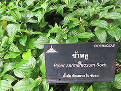 IMG_0188-1
