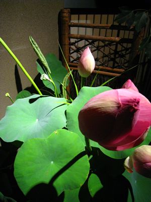 IMG_0661
