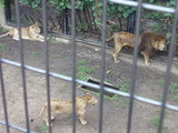 zoo10.jpg