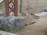 zoo2.jpg
