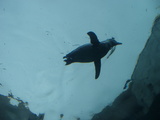 zoo7.jpg