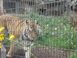 zoo9.jpg