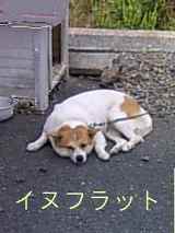 inu