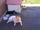 poko