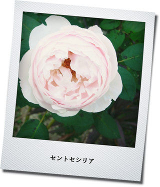 セントセシリア