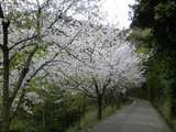 ������ƻ