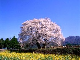 一心行
