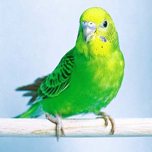 インコ