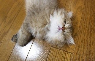 寝ている猫