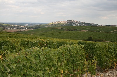 s-vignecoline2