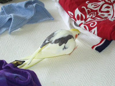 オカメインコ
