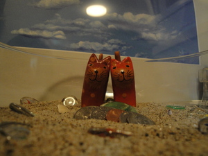 DSC00554