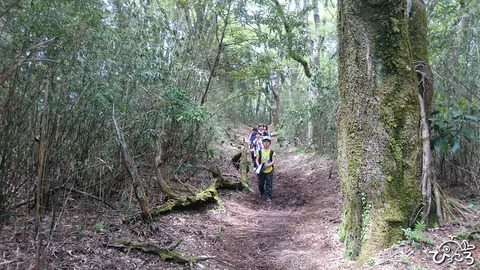 190503_歩きやすい登山道