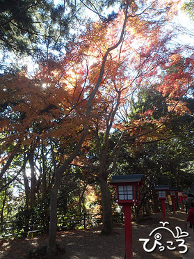 1210_薬王院の参道