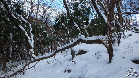 0212_tree