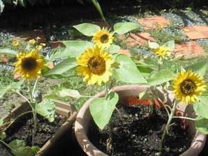 201307200912001