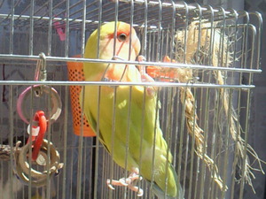 NEC_0080
