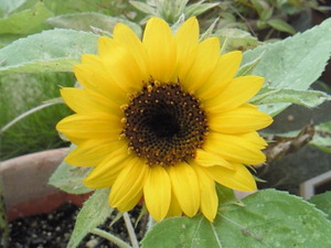 201307170842001