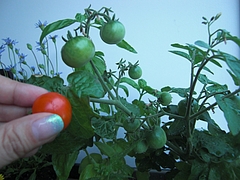CIMG0981