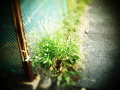 PA042447 のコピー