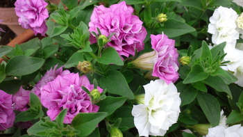 2013060705270000