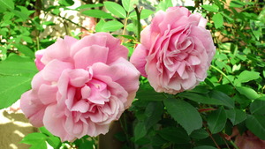 2012050505510000