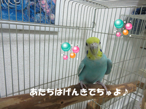 BlogPaint