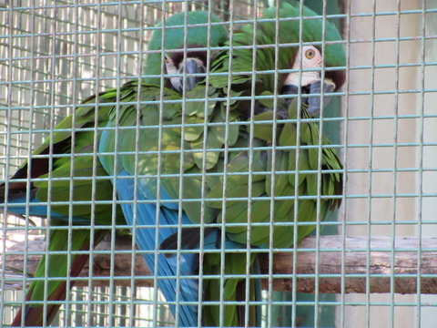東山動物園 H27 1月24日 035