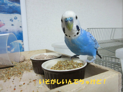BlogPaint