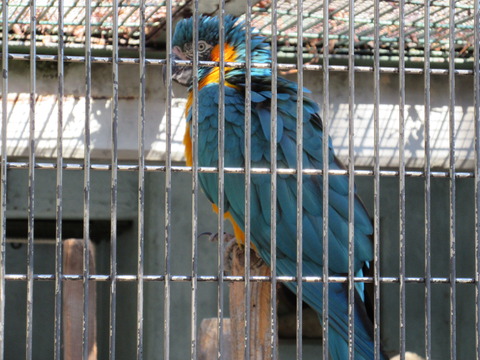 東山動物園 H27 1月24日 032
