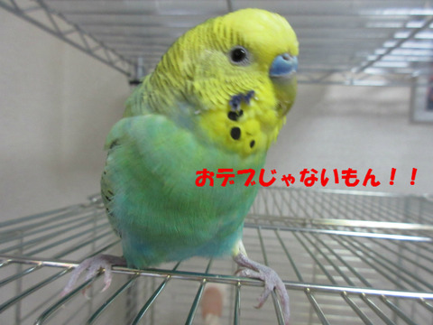 BlogPaint