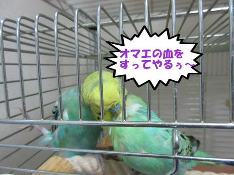 BlogPaint