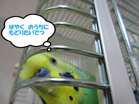 BlogPaint