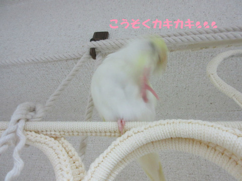BlogPaint