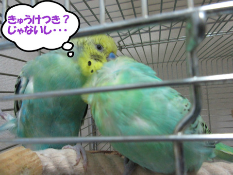 BlogPaint
