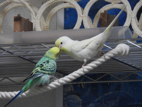 DSCN0684