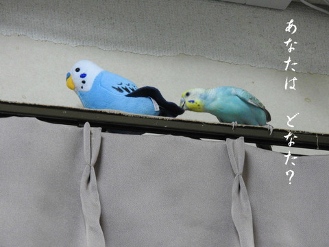 BlogPaint