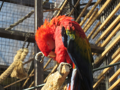 東山動物園 H27 1月24日 078