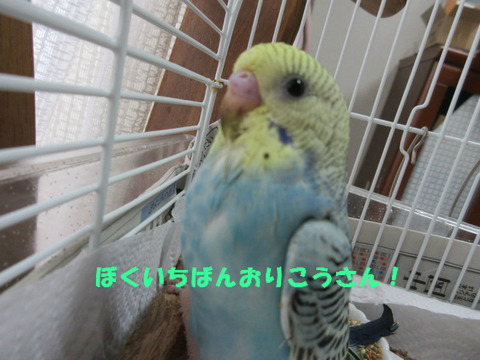 BlogPaint