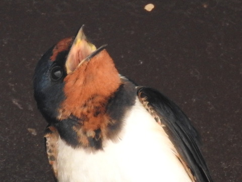 RSCN2906