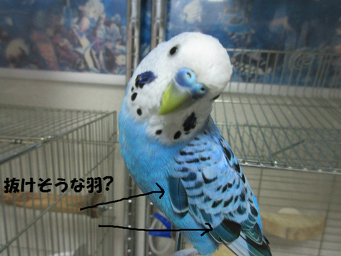 BlogPaint