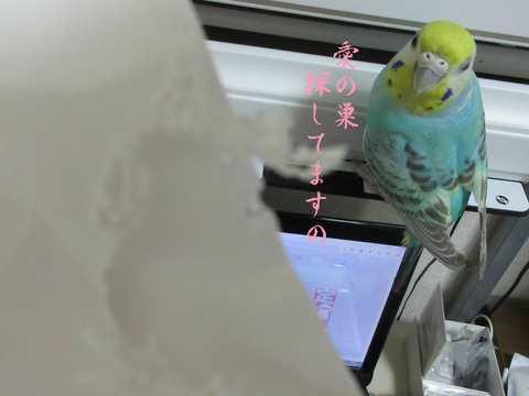 BlogPaint