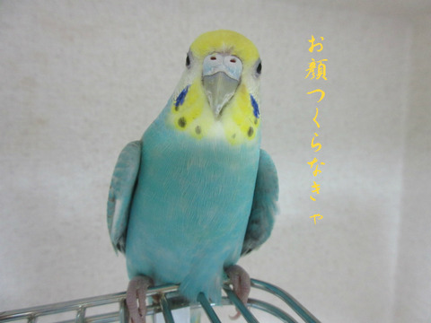 BlogPaint