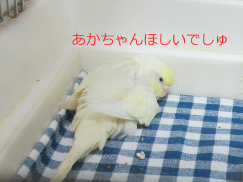 BlogPaint