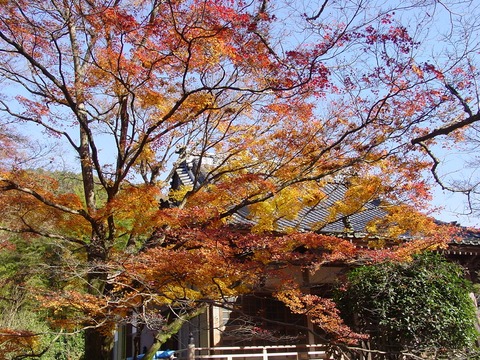 紅葉」といえば伊谷賢蔵 : pitibo2000のブログ