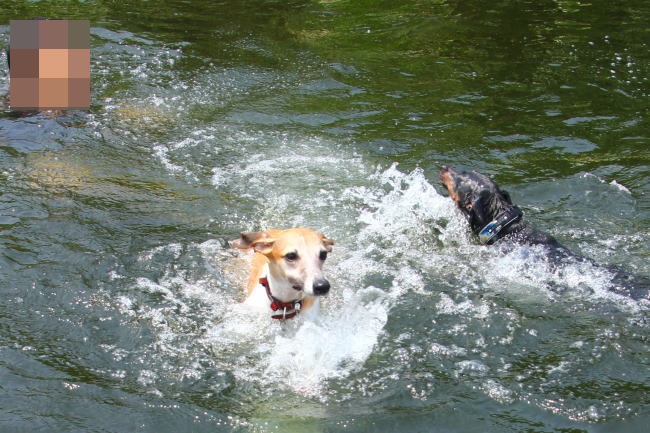 20130811_tamagawa_20